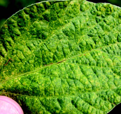 Close-up of leaf with wrinkled, distorted surface showing pest or disease damage