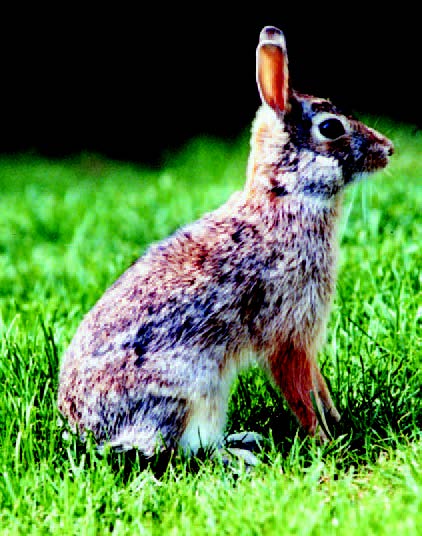 Rabbit sitting in grass in a yard