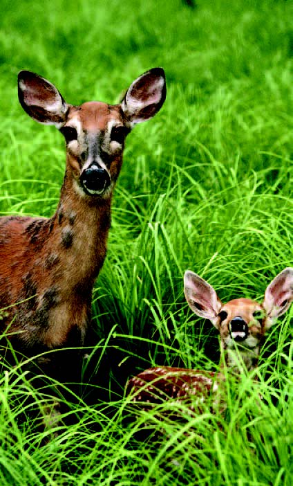 Deer standing with a fawn in tall grass in a yard or natural area