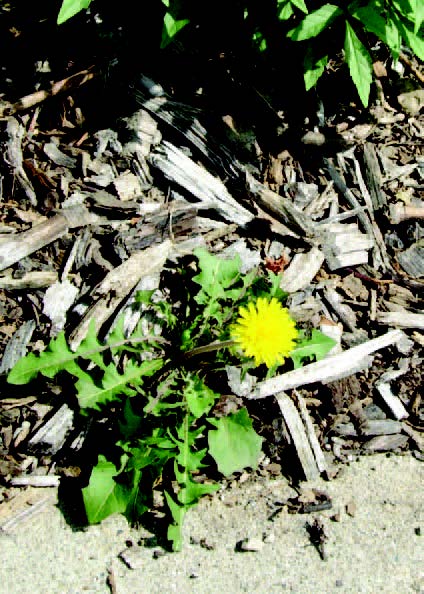 Dandelion growing in a mulched garden bed along a walkway