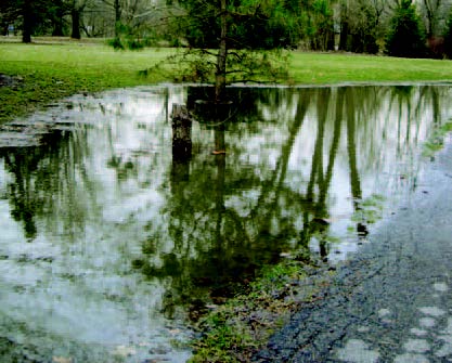 Waterlogged yard with standing water pooling around a tree after rain