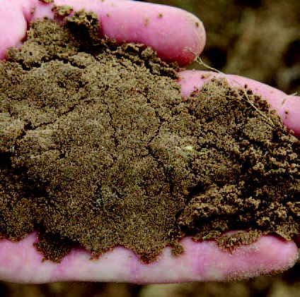 Hand holding loose, granular sandy soil