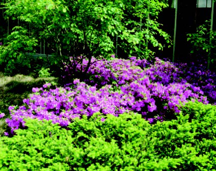 Flowering shrubs and groundcover plants in a landscaped garden bed