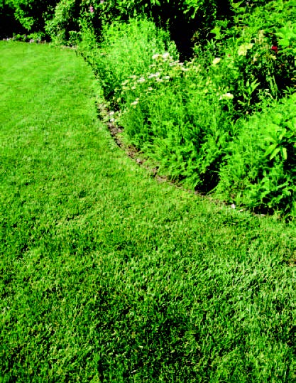 Well-maintained lawn next to an overgrown garden bed along a curved landscape edge