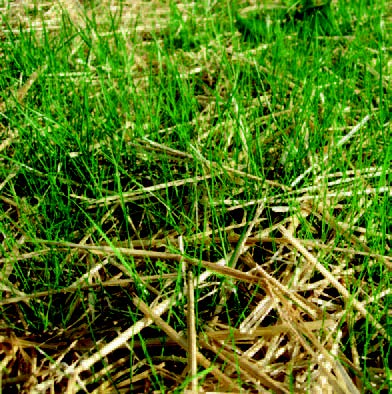 Close-up of lawn showing a layer of straw among grass blades
