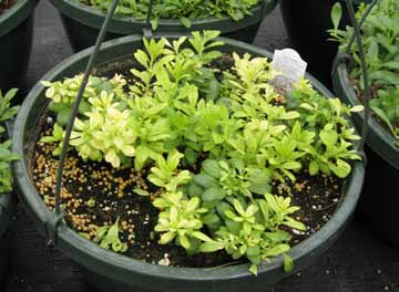 Container-grown calibrachoa plants with pale yellow foliage, showing iron deficiency caused by high substrate pH.