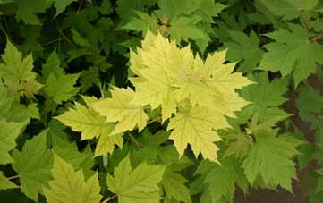 Maple leaves with yellowing between veins, showing iron deficiency caused by high substrate pH.
