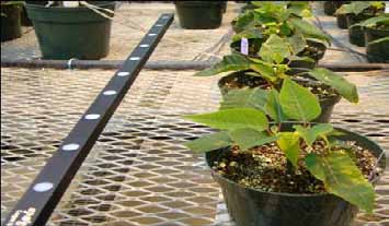 Light sensor mounted above a greenhouse bench beside a potted plant. The sensor measures light reaching the crop canopy and can be used to monitor photosynthetically active radiation (PAR) and calculate daily light integral (DLI).