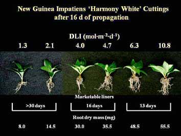 Comparison of New Guinea impatiens cuttings grown under increasing daily light integral (DLI) levels during propagation. Six plants are shown with progressively larger root systems and greater shoot growth as DLI increases from 1.3 to 10.8 mol·m⁻²·d⁻¹. Plants receiving higher light levels produce more marketable liners, greater root dry mass, and reach marketable size in fewer days.