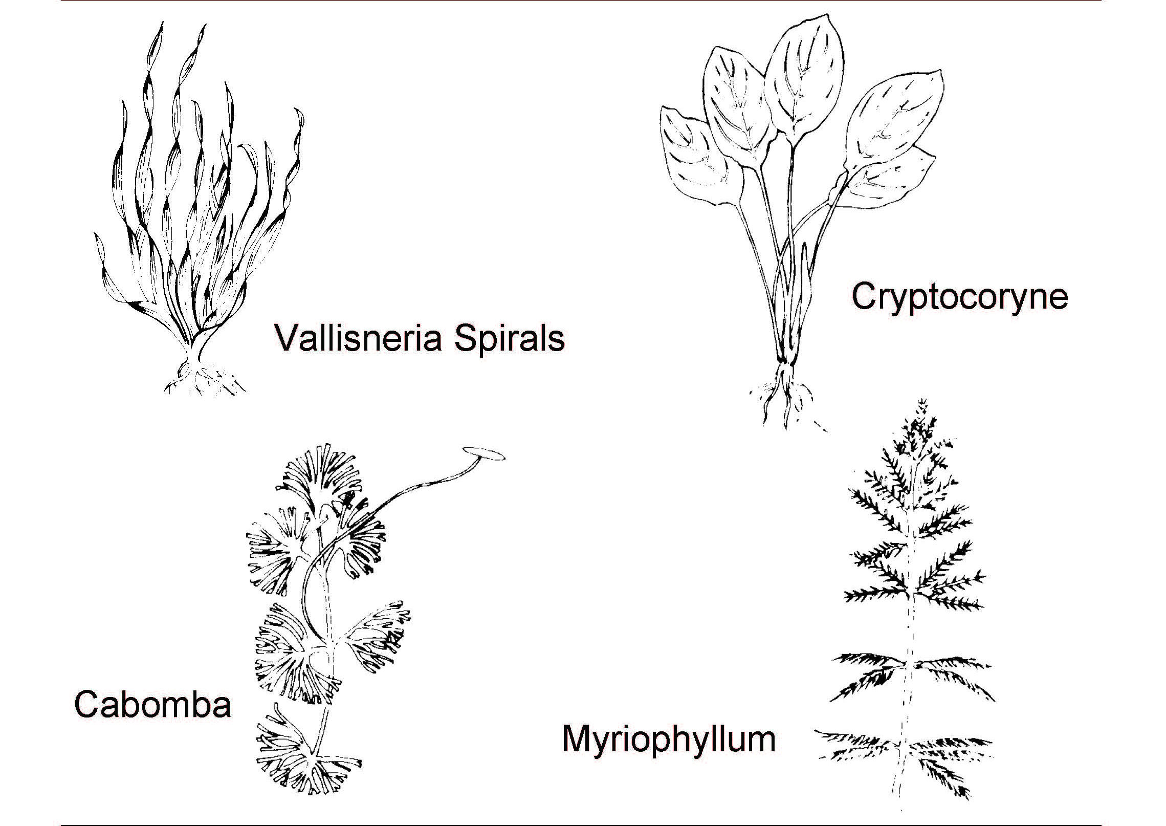 Line drawings of aquatic plants labeled Vallisneria spirals, Cryptocoryne, Cabomba, and Myriophyllum