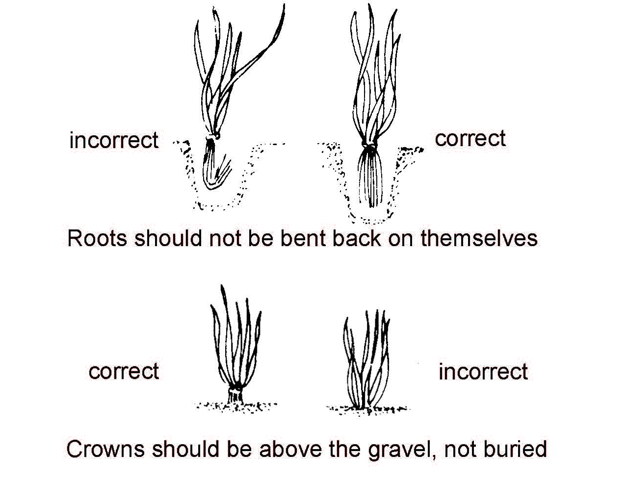 Diagram showing correct and incorrect aquarium planting methods for roots and crowns placement in gravel