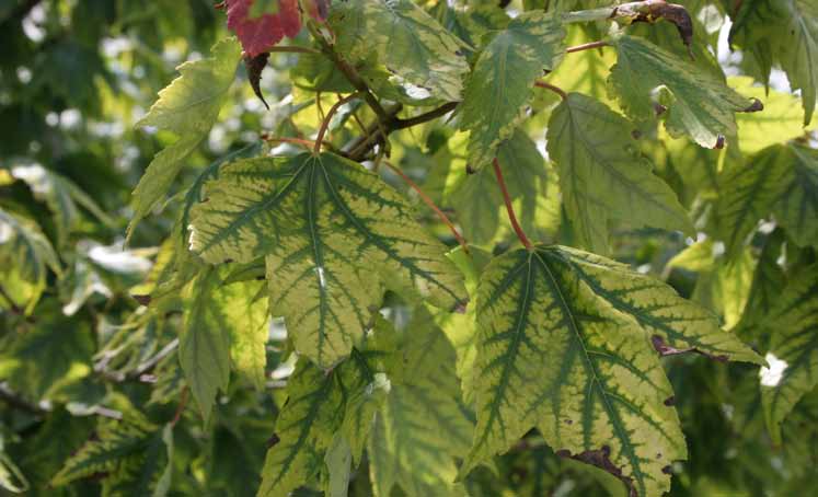 Maple leaves with yellow tissue between dark green veins, showing severe interveinal chlorosis.