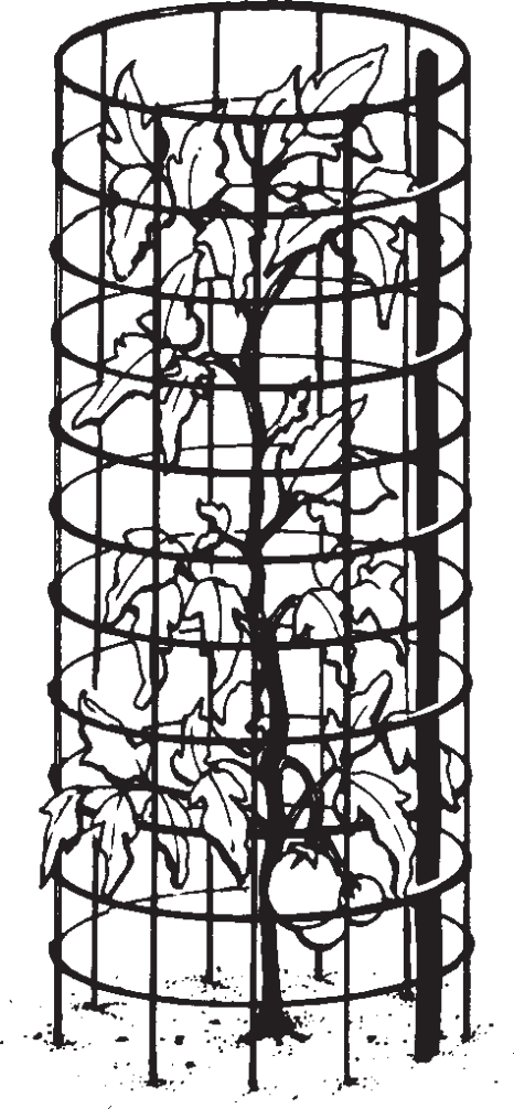 A scanned illustration of a wire caged tomato plant.