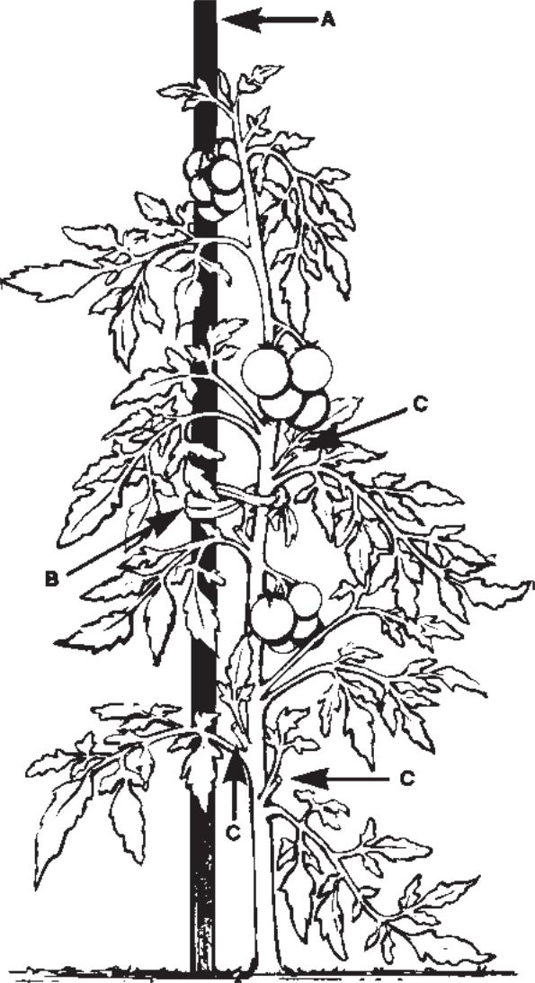 A scanned illustration of a staked tomato plant. There are three arrows labeled A, B, and C pointing to different parts of the plant.