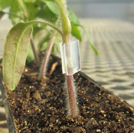 Close-up of a tomato seedling with a silicone grafting clip fitted snugly around the stem near the soil line, demonstrating proper stem thickness for grafting.