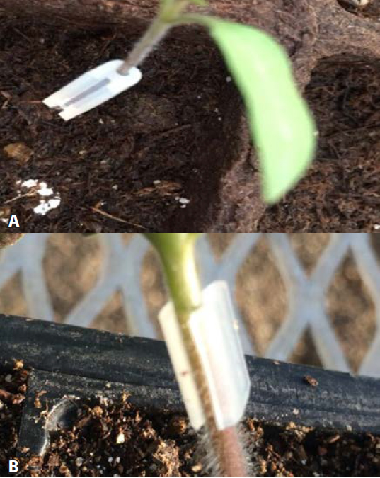 Two close-up images of young tomato seedlings showing how to size stems for grafting using silicone clips. (A) A 1.5 mm clip fits loosely on a thin stem, indicating the plant is too small to graft. (B) A 2.0 mm clip fits snugly on a thicker stem, indicating the plant is ready for grafting.
