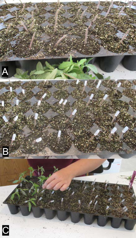 Composite showing an efficient tomato grafting workflow: rootstock seedlings cut at an angle across an entire tray, grafting clips placed on all cut stems, and scion stems inserted into clips to complete multiple grafts quickly across the flat.