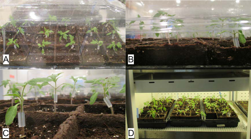Composite showing stages of healing grafted tomato seedlings: plants covered under a closed plastic dome to maintain high humidity, dome gradually opened to reduce humidity, dome removed as plants recover and acclimate, and seedlings placed under grow lights to transition to normal growing conditions.