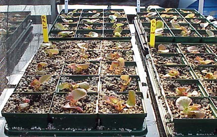 Wax begonias growing in containers on ebb-and-flow benches and being sub-irrigated with fertilizer solution in a greenhouse research setting.
