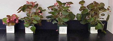 Wax begonias growing in containers on ebb-and-flow benches and being sub-irrigated with fertilizer solution in a greenhouse research setting.