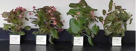 Wax begonia plants grown with starter fertilizer and sub-irrigated with increasing fertilizer concentrations of 0, 50, 130, and 210 ppm nitrogen. Plant growth appears similar across fertilizer concentrations.