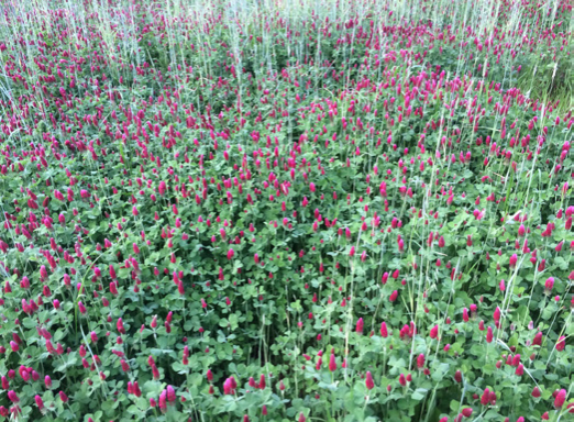 An expanse of crimson clover interspersed with cereal rye. 