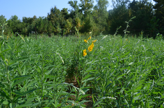 A lone sunn hemp plant surrounded by greenery.