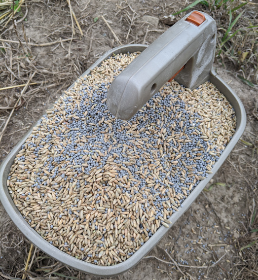 A hand-held spreader filled with cereal rye and crimson clover seed. The clover seed (grey) is coated in a beneficial Rhizobia bacteria inoculant, which will improve nitrogen fixation in its root nodules.