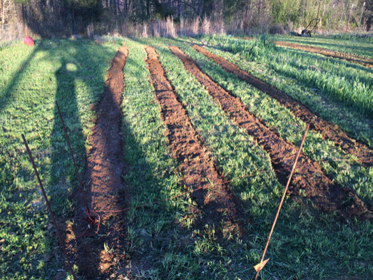 A field of mowed cover crops.