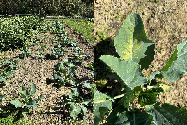 Broccoli plants in a field showing uneven growth, sparse spacing, and yellowing leaves due to drought stress.
