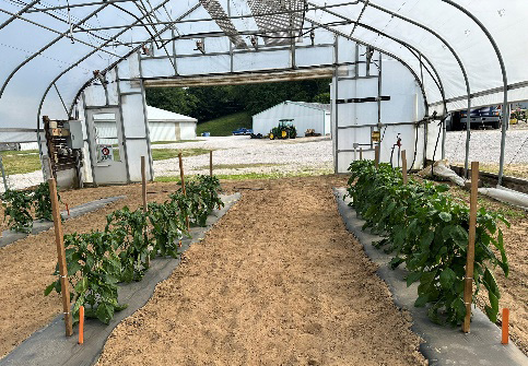 Pepper plants in a high tunnel with smaller, stressed plants under low water conditions on the left and larger, healthy plants with adequate water on the right.