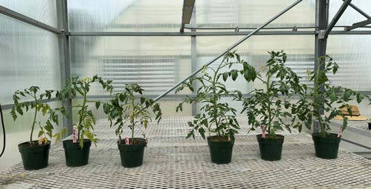 Six tomato plants in pots inside a greenhouse; the three on the left are smaller with yellowing, wilted leaves from waterlogging, while the three on the right are taller and healthy under optimal conditions.