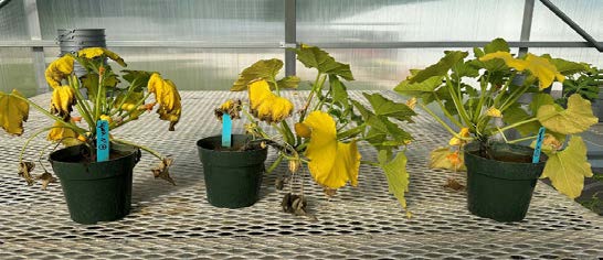 Potted summer squash plants with large yellow leaves and drooping stems, showing stress from waterlogged soil.