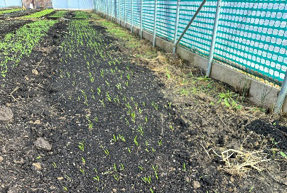Spinach bed with dense seedlings across most rows, but sparse, uneven germination and bare soil at the near end of the bed closest to the viewer.