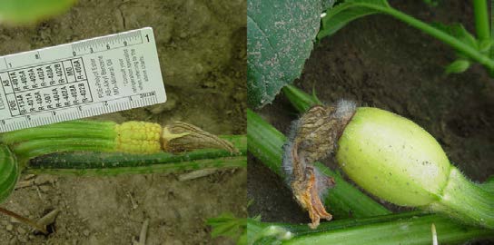 Figure 7. Flower bud or early fruit abortion of pumpkins might be caused by drought stress.