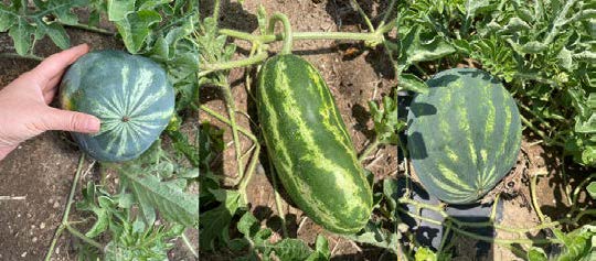 Misshapen watermelon fruits of varying shapes and sizes in a dry field, showing uneven development caused by drought stress.