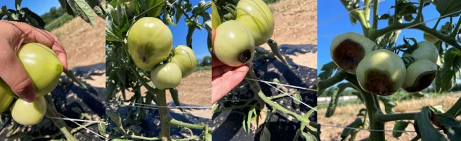 Tomatoes at different stages of blossom end rot, from small dark spots to large sunken lesions on the blossom end of the fruit.