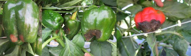 Green and red pepper fruits showing progressive stages of blossom end rot with dark, sunken areas on the blossom end.