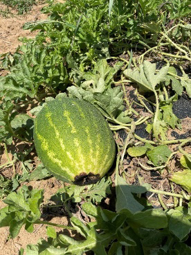 Watermelon resting on soil with a large, dark, sunken lesion at the blossom end caused by blossom end rot.