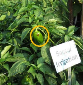 Pepper fruit circled on plant showing light, sun-exposed discoloration on one side, indicating sunburn rather than blossom end rot