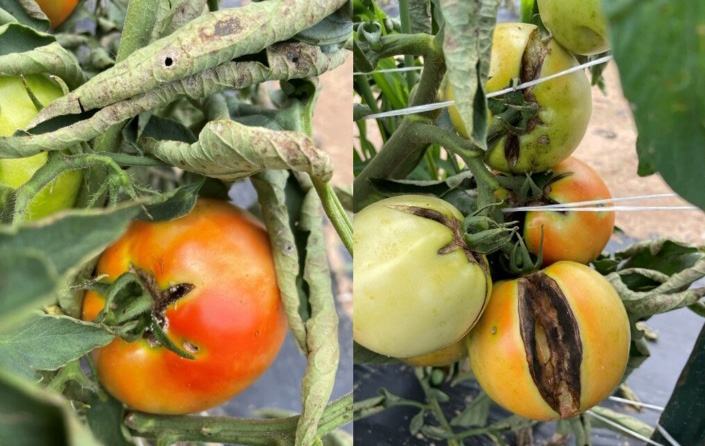 Tomatoes on the vine with large radial cracks and split skins following heavy rainfall.