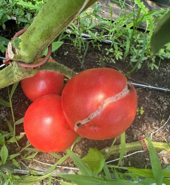 Tomatoes with long, deep cracks along the fruit surface caused by extended irrigation.