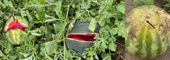 Watermelon in a field split open along the rind after heavy rains, exposing red flesh.