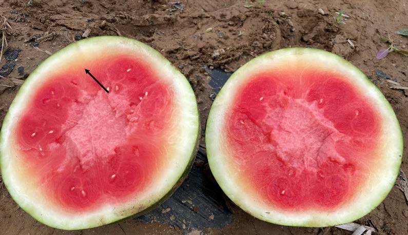 Halved watermelon showing pale, water-soaked areas near the rind, indicating internal quality issues after heavy rainfall during ripening.