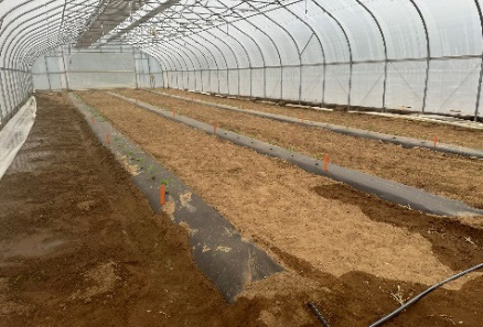 High tunnel interior with raised beds; water has seeped in along the side edges, creating wet soil near the tunnel walls.
