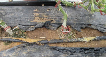 Cucumber plant with exposed roots concentrated near a drip tape line beneath plastic mulch, showing roots growing close to irrigation emitters.