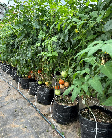 Tomato plants growing in black 3-gallon grow bags with soilless media, arranged in rows with drip irrigation tubes in a greenhouse.