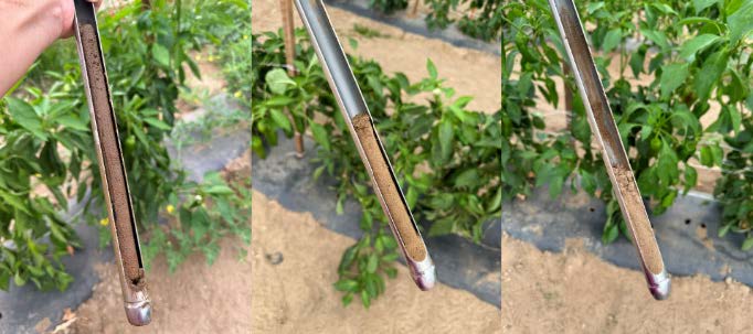 Soil probe cores showing three moisture conditions in sandy loam: wet soil at field capacity on the left, partially moist soil in the middle, and dry soil at the permanent wilting point on the right.