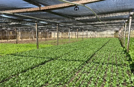 Micro‑sprinkler irrigation lines suspended from the ceiling of a tunnel, evenly spaced above rows of crops.