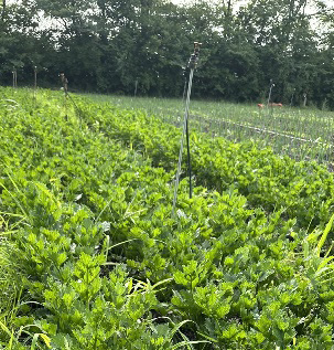 Ground-level microsprinkler system running along crop rows, spraying water over densely planted seedlings.
